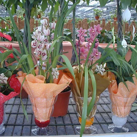 Agroturismo Societa Agricola Mg Florplant *