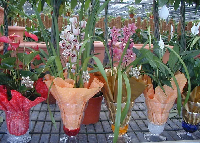 农家乐 Societa Agricola Mg Florplant *